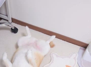 「完全一致」「完全再現」床の上で寝転がる柴犬の格好が、隣に並んだラグと同じで「分身の術みたい！」