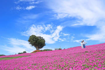 ママ・パパが選ぶ「夏に子どもと行きたい絶景スポットTOP10」発表！ 1位は鮮やかなピンクの「桃色吐息」が見頃のあの牧場！