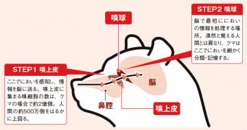 クマの鼻はイヌ以上!?「においの地図」で森を読み解く驚異の嗅覚【眠れなくなるほど面白い 図解 クマの話】