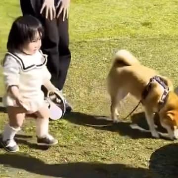 １歳の女の子が『初めて犬のリードを持った』結果→歩く速さが…あまりにも尊い『素敵な光景』が25万再生「絆感じる」「泣き真似かわいいｗ」