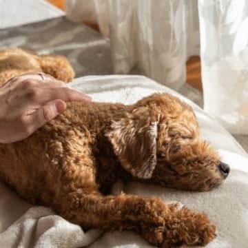 老犬から変わったニオイがする原因４つ　健康に問題がある可能性も？改善策まで解説