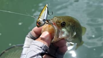 折金さんがNBCチャプター神流湖に参戦！プラでは自己記録もキャッチ!? 使ったルアーは…？