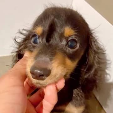 重度の水頭症で『1歳まで生きるのは難しい』と言われた子犬…涙あふれる『ひたむきに生きる姿』に反響「心からおめでとう」「とても幸せそう」