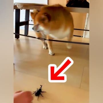『カブトムシ』を犬に見せてみた結果…まさかの完全敗北？思わず笑ってしまう『予想外の反応』に反響「虫苦手なんか？」「完全にビビってるｗ」
