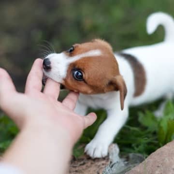 犬が咬みつく強さにはレベルがある？6段階に分けられた違いや危険な仕草をご紹介