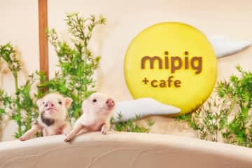 なぜ外国人は京都で、お寺より『ブタ』に会いたがるのか？マイクロブタカフェが提供する意外な癒やしを発見！！