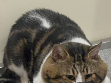 「笑いすぎて腹痛い」「1日1回は見てる」　飼い主が「やめなさい」と注意した、猫の行動が…