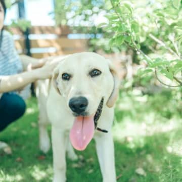 犬が健やかに暮らすための『健康法』　愛犬の心身を守るために必要な4つのコツとは