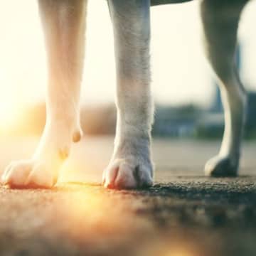 “いつも通り”が危険に！夏の散歩で見落としがちな落とし穴とは【獣医が解説】