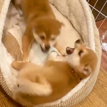 激しい喧嘩をする２匹の赤ちゃん犬→『終わったかな』と思った次の瞬間…予想もつかなかった『まさかの展開』が17万再生「可愛すぎて悶絶」