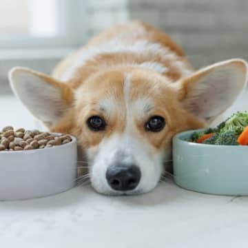 犬の食事について｜栄養バランスを保つフード選びのコツを獣医が解説