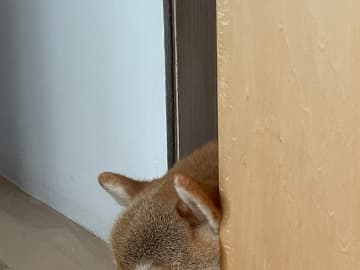 玄関でスヤスヤ眠っていた柴犬　朝10時になると…「笑った」「よほど待ち遠しかったのね」