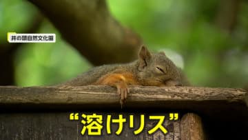 木の上でぺた～んと腹ばい…暑さで溶けている？「溶けリス」が大人気！来園者たちもかわいさに釘付け　東京・井の頭自然文化園
