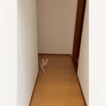 『お風呂上がったで〜』と声をかけると……迎えに来てくれた猫の『可愛すぎる反応』が98万表示「全くもぉって言ってる」「うにゃうにゃ」