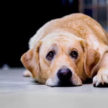 犬の『うつ病』初期症状6選　心の病にかかってしまう要因や治療法まで
