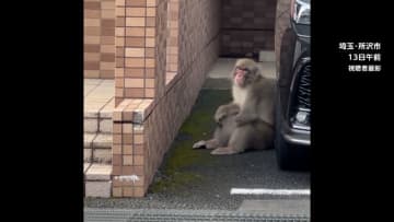 左手ないサルにかまれ女性けが　都内や神奈川などで目撃情報