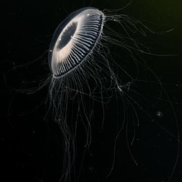 欧州最大級の原子力発電所、予期せぬ侵入者で稼働停止に