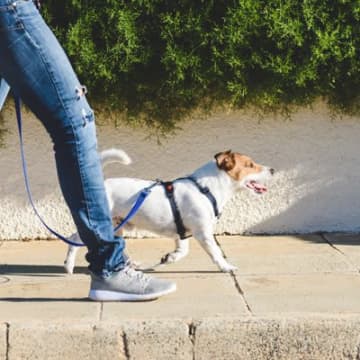 愛犬が『散歩でリードを引っ張る』原因と対策　理解しておくべきポイントから上手に伝える方法まで