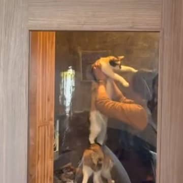 猫喫茶の店員さんが『ネコスタッフを運ぶ様子』を見てみると……まさかの光景に爆笑の声「布団を抱えるみたいにｗ」「人間があまりにも下僕」