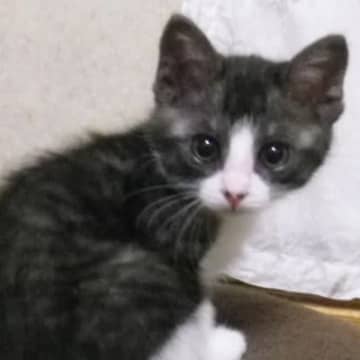 きゅるきゅるお目目だった子猫が、11年後……衝撃のビフォーアフターに「修羅場をくぐってきた感あるｗ」「大ボス出てきたｗｗ」と爆笑の声