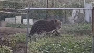 体長約1mの熊が住宅裏の家庭菜園でトウモロコシ30本ほど食い荒らす…函館など北海道南部で被害相次ぐ