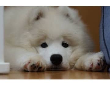 遊び疲れて“ペタン”と休憩する姿が可愛いサモエドの子犬→2年後、「人も動物もみな友達」と思っているようなコに成長！