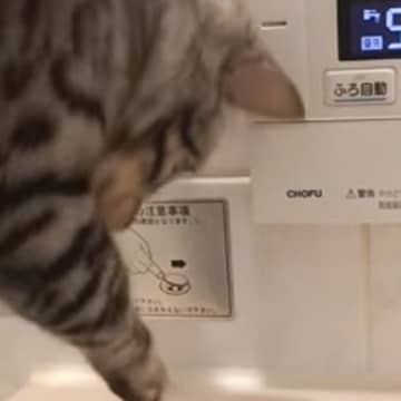 パパがゆっくりとお風呂に浸かっていると……入ってきた猫がとった『衝撃の行動』が225万再生「想像以上に強くて驚きｗ」「笑っちゃったｗ」