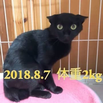 小屋で4匹の子猫を産んだ野良の母猫　保護から7年、「心を許した現在の姿」にグッとくる！