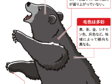 ドアもクーラーボックスも開けちゃう！『森のくまさん』のモデル “アメリカクロクマ”の生態とは【眠れなくなるほど面白い 図解 クマの話】