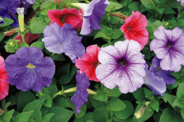 8月16日の花とは？【366日の誕生花と幸せの花言葉】