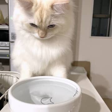 猫に氷を与えてもOK？冷たいものを与えるときの注意点｜獣医師解説