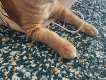 飼い主「ウソみたいだろ」　紙袋で遊ぶ猫、シュールすぎる姿に「最高かよ」「情報量が多い」