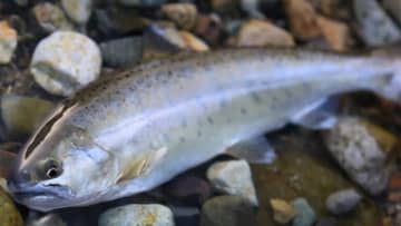 〈初心者の釣り〉“ヤマメ”の生態／釣りシーズン／釣り方／仕掛け／食べ方【渓流の女王を追え! 森と水の宝石】