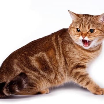 猫が『グゥ』と鳴くのはどんなとき？不思議な鳴き声に込められた4つの気持ち
