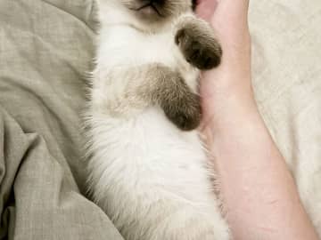 すやすやと眠る『エビフライの赤ちゃん』　その姿に「これは間違いない」「100点のフォルム」