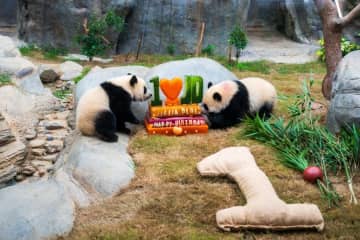 香港で双子パンダの誕生日会
