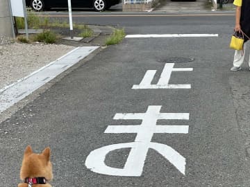 散歩中、急に立ち止まった柴犬　目にした光景に「お茶吹いた」「違う、そうじゃない」
