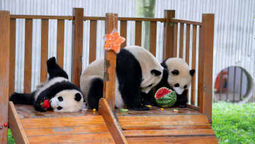 パンダ「珍珍」一家の食事タイム　中国四川省