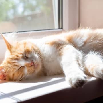 猫の命を削る『ダメな飼い方』5選　長く一緒にいたいなら今すぐ改善を