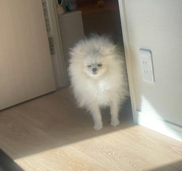眠そうな顔で飼い主を起こしにきたポメラニアンの子犬　「毛も可愛さも爆発」した姿に15万「いいね」の大反響！