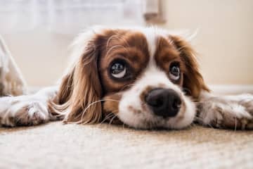 ホテルが打ち出した「犬の添い寝サービス」が人気、一方で危険性を指摘する声も―中国