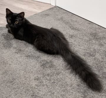 痩せていて小さかった保護子猫→4年後、“立派なもふもふ”に成長した姿に「想像していなかった」とびっくり！