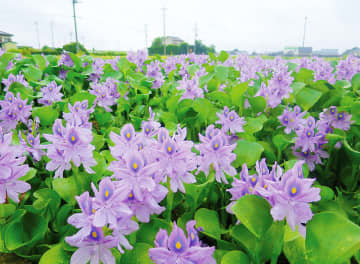 人気高い薄紫色の清楚な花、一番の満開状態に　埼玉・加須　道の駅「童謡のふる里おおとね」に隣接、休耕田の池一面に咲き誇る　10月ごろまで繰り返し開花