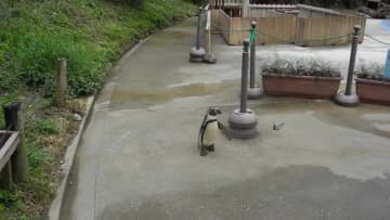 「コントみたい」「おちょくられてる」　ひらりひらりと飛ぶ生き物に翻弄されるペンギンにSNSほっこり