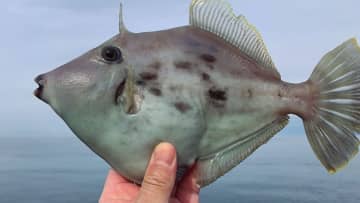 〈初心者の釣り〉“カワハギ”の生態／釣りシーズン／釣り方／仕掛け／食べ方【アタリを捉えろ! エサ取り名人との知恵比べ】