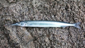 〈初心者の釣り〉“サヨリ”の生態／釣りシーズン／釣り方／仕掛け／食べ方【水面を滑る銀色の貴婦人】