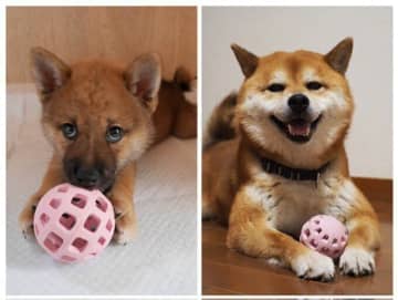 体重は約4倍に増えたけれど中身は子犬の頃のまま？　柴犬の成長ビフォーアフターにほっこりする