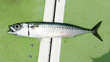 〈初心者の釣り〉“サバ”の生態／釣りシーズン／釣り方／仕掛け／食べ方【堤防釣りの主役! 手軽に楽しめて食卓も潤す万能フィッシュ】