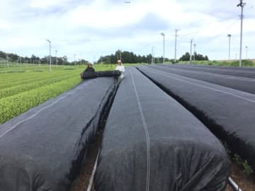 伊藤園、茶葉を全量買い取り農家の安定経営に資する茶産地育成事業を推進　JAハイナン管内では契約栽培面積60倍に拡大