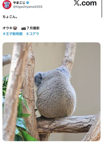 「置物感満載」とSNS騒然！動物園のコアラが見せた、ただ座っているだけの姿に心を鷲掴みにされる人続出！